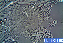 Древните археи