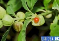 Избор на качествен екстракт от ашваганда
