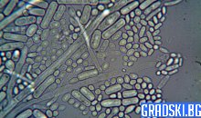 Древните археи