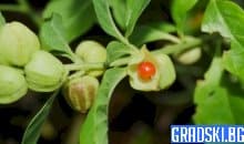 Избор на качествен екстракт от ашваганда