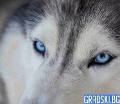 Мая и нейната жестока съдба