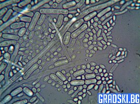 Древните археи