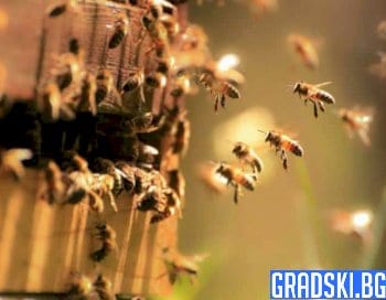 Пчелари срещу пестицидите