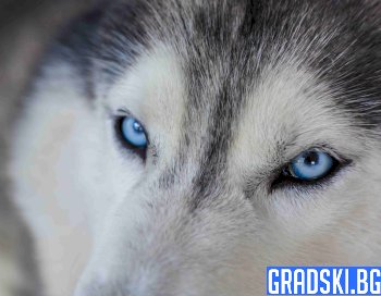 Мая и нейната жестока съдба