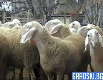 Стопаните на овце и кози ще могат да кандидатстват за държавна помощ