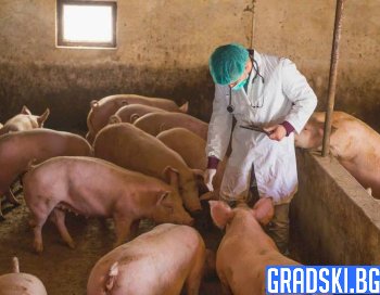 Африканската чума по свинете и в Южна България