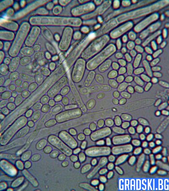 Древните археи