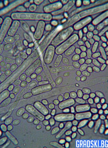 Древните археи