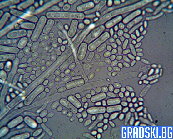 Древните археи