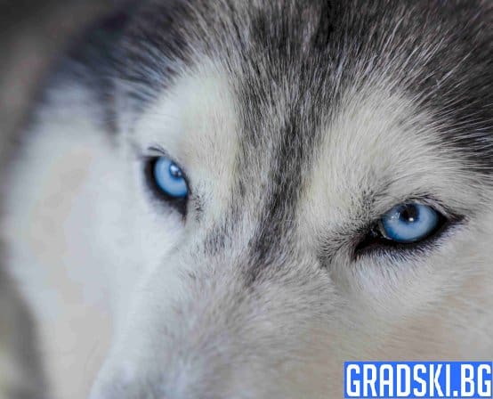 Мая и нейната жестока съдба