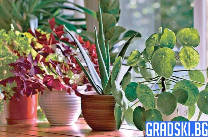5 растения за по-чист въздух