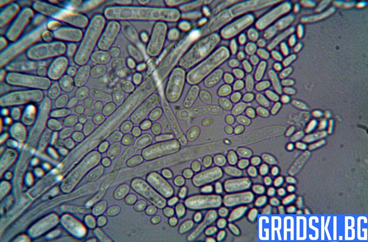 Древните археи