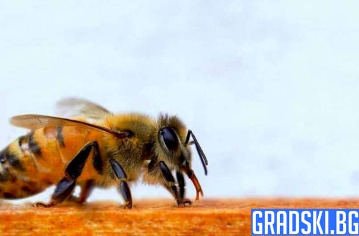 Ужилване от пчела