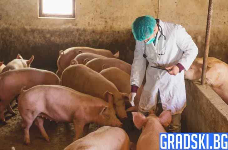 Одобряват първа ваксина срещу африканска чума по свинете