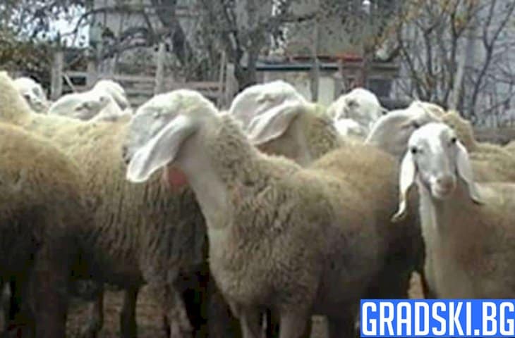 Стопаните на овце и кози ще могат да кандидатстват за държавна помощ