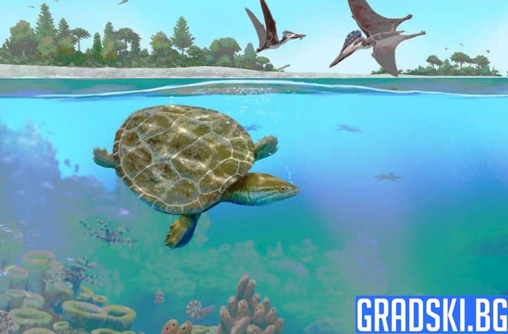 Най-добре запазената вкаменелост на морска костенурка от ерата на динозаврите